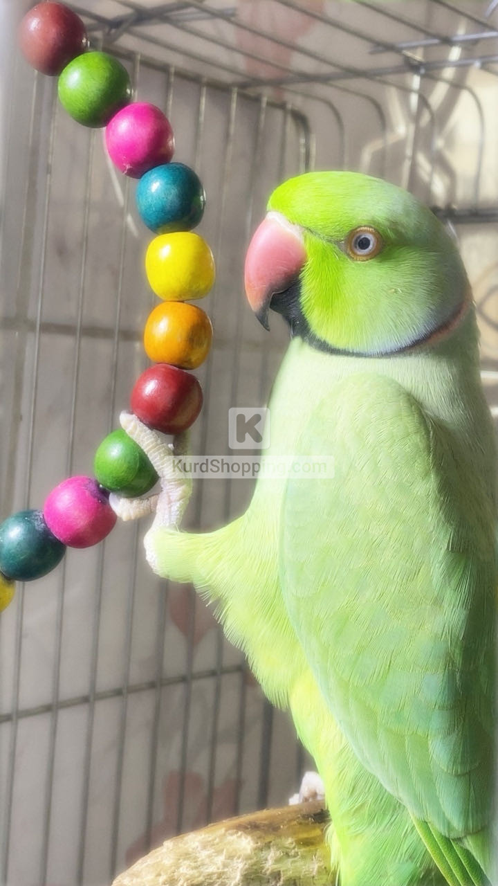 دوره