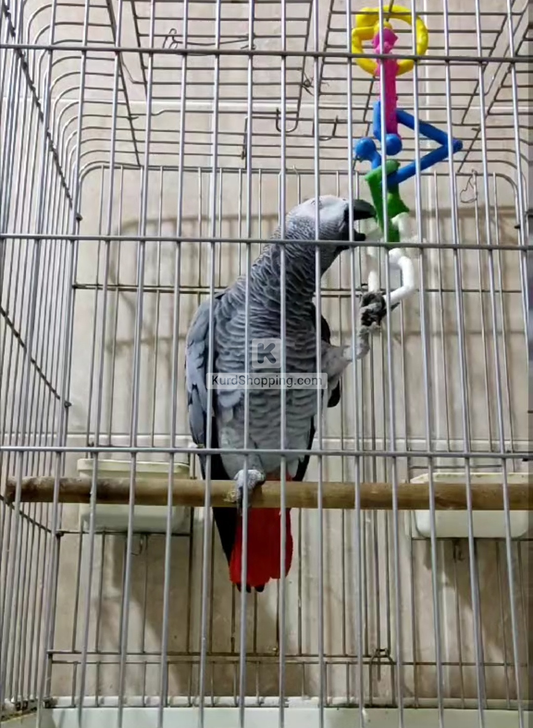 tuty kasko