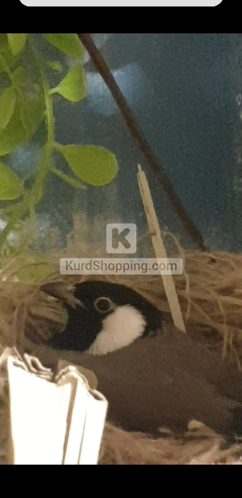 بڵبڵ خوماری
