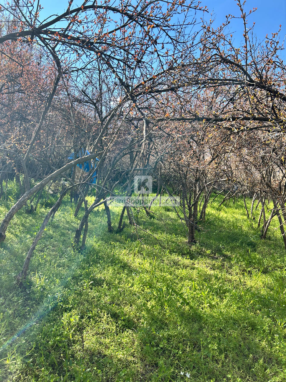 باخ لە ناحیەی هیران