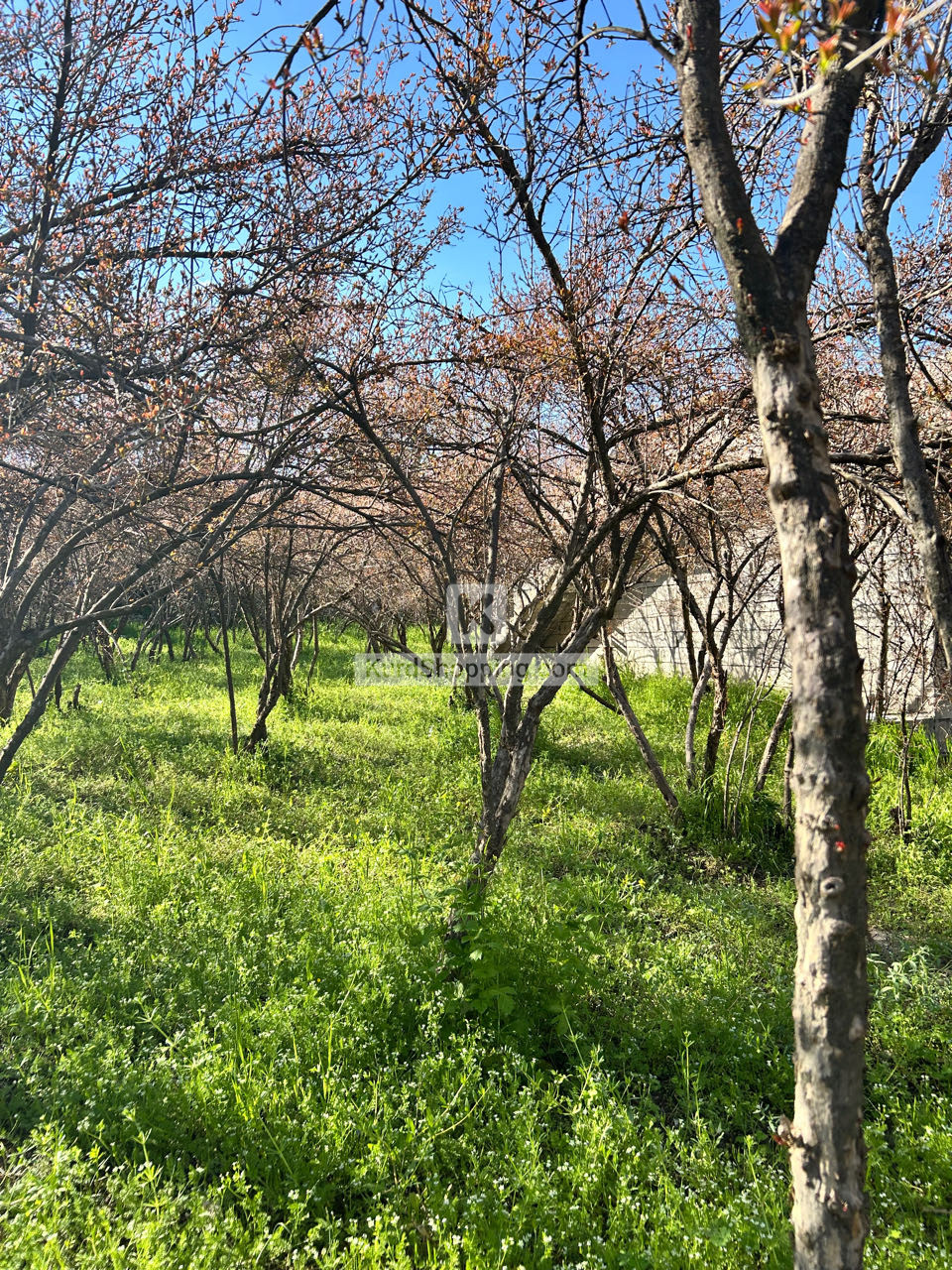 باخ لە ناحیەی هیران