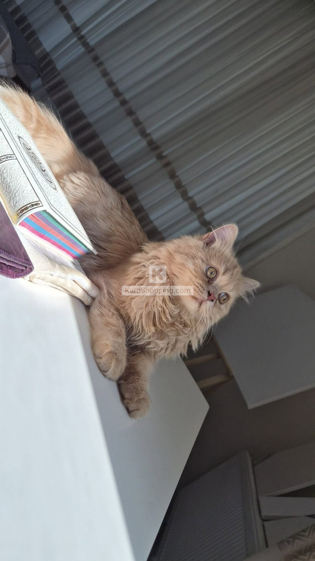 kitty
