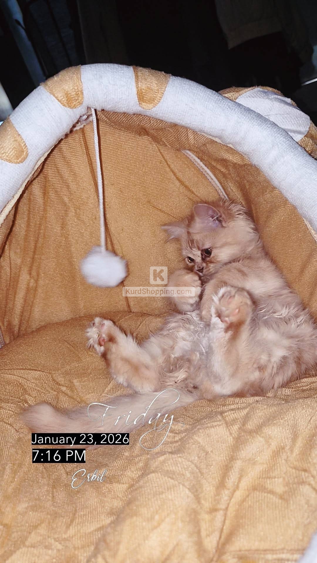 kitty