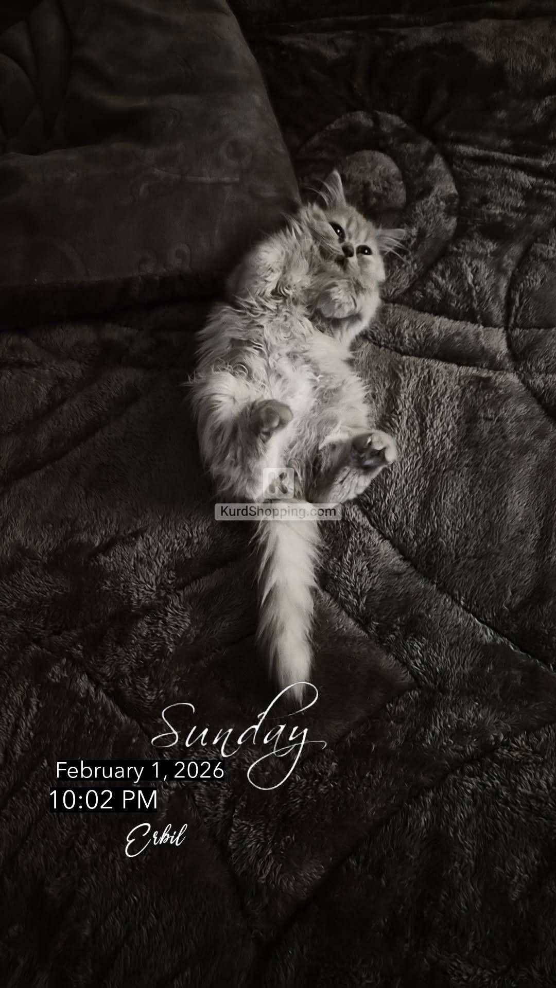 kitty