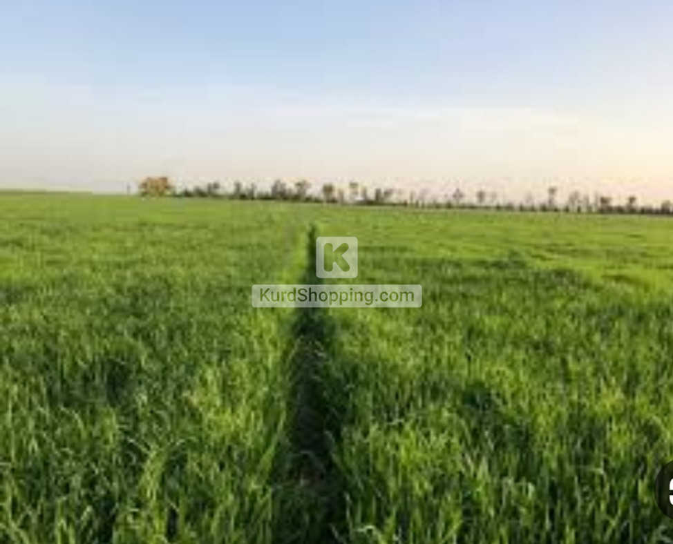 20 دۆنم زەوی تاپۆ