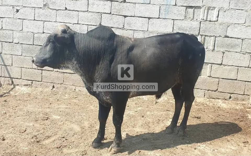 ئاژەڵ بۆ قوربانی