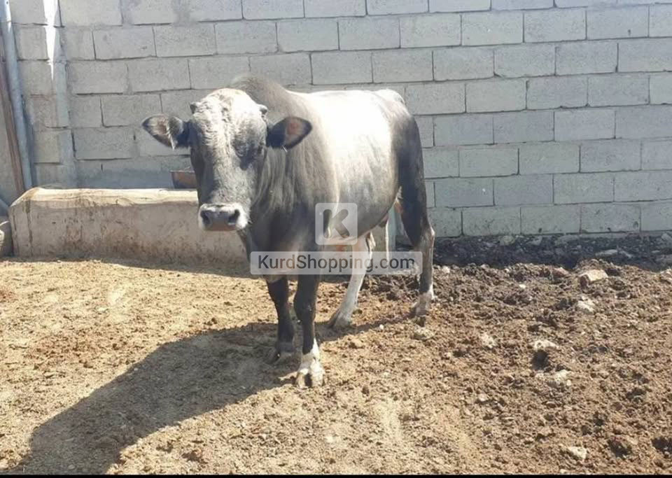 ئاژەڵ بۆ قوربانی