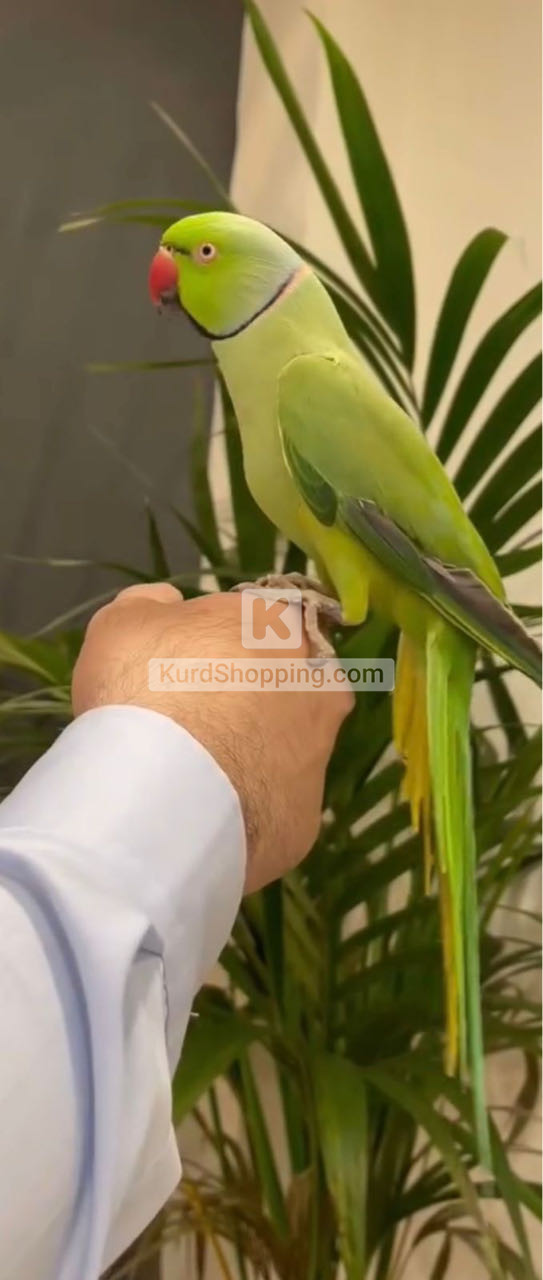 درة هندي اخضر