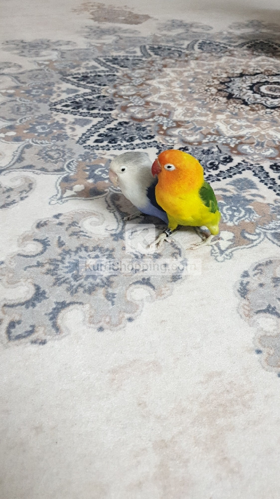 بلبل غەندورە