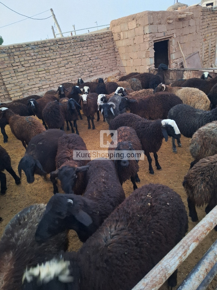 بره چاق  مناسب کشتار
