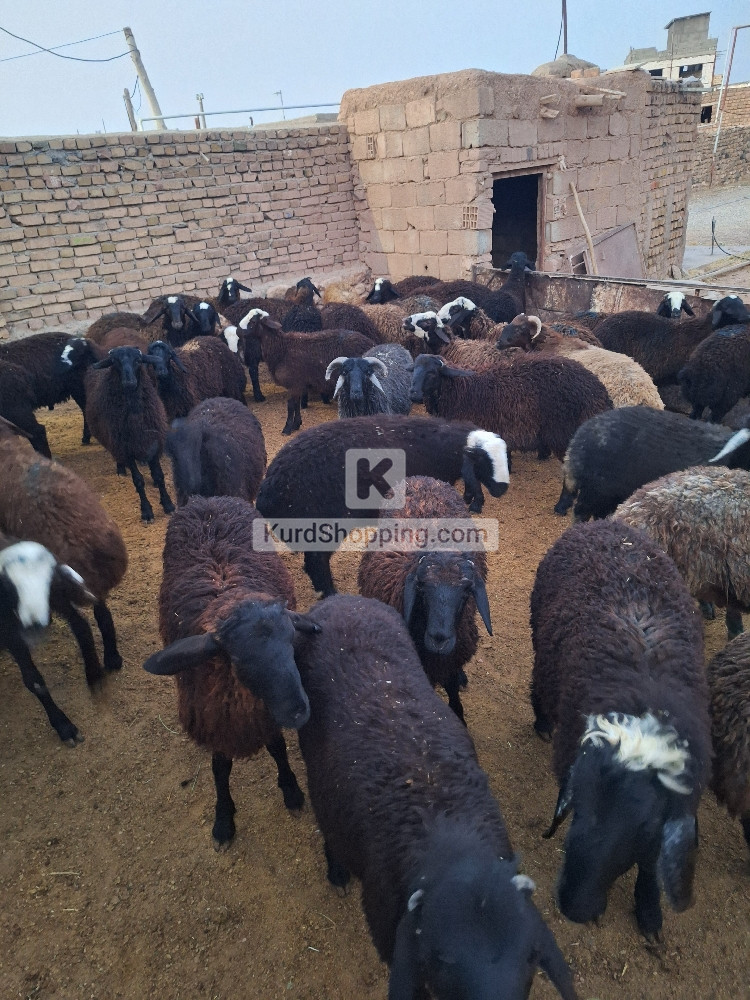 بره چاق  مناسب کشتار