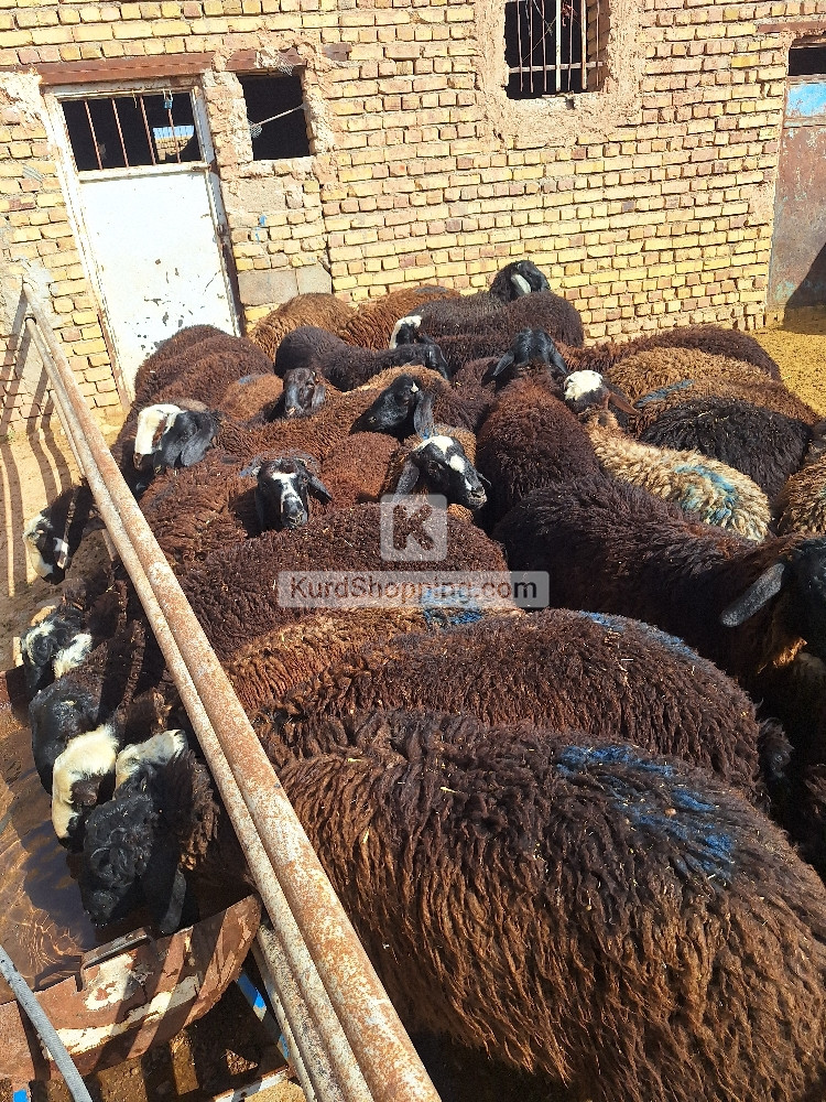 بره چاق  مناسب کشتار