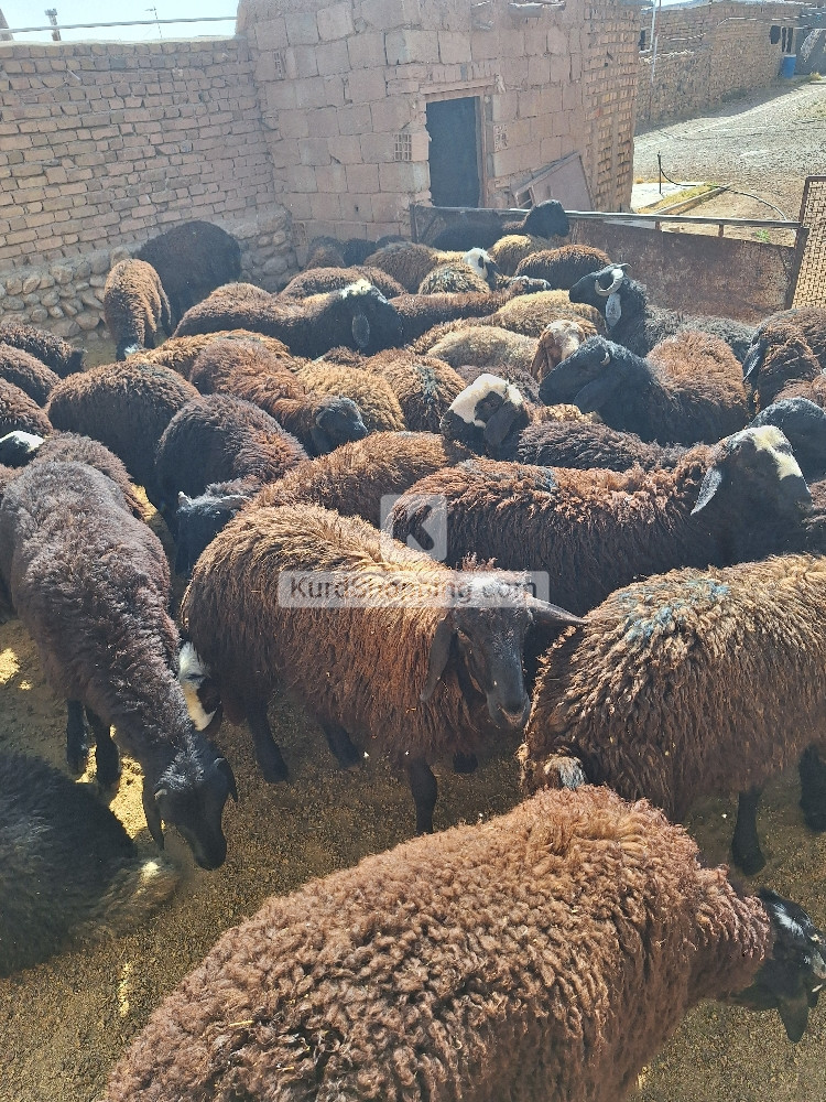 بره چاق  مناسب کشتار