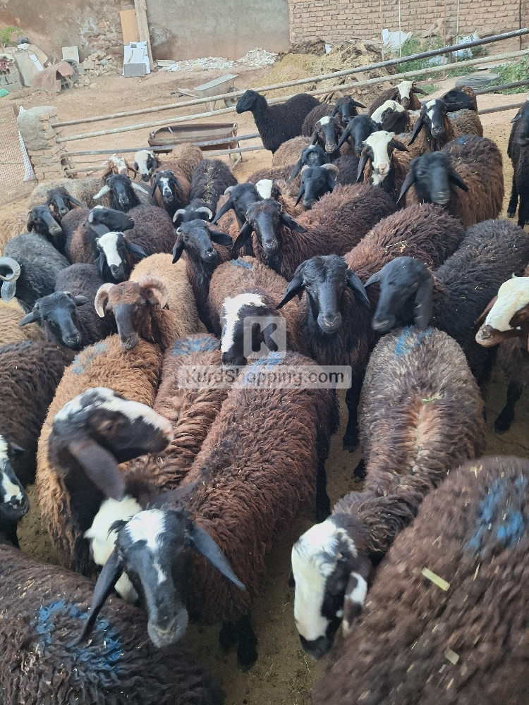 بره چاق  مناسب کشتار