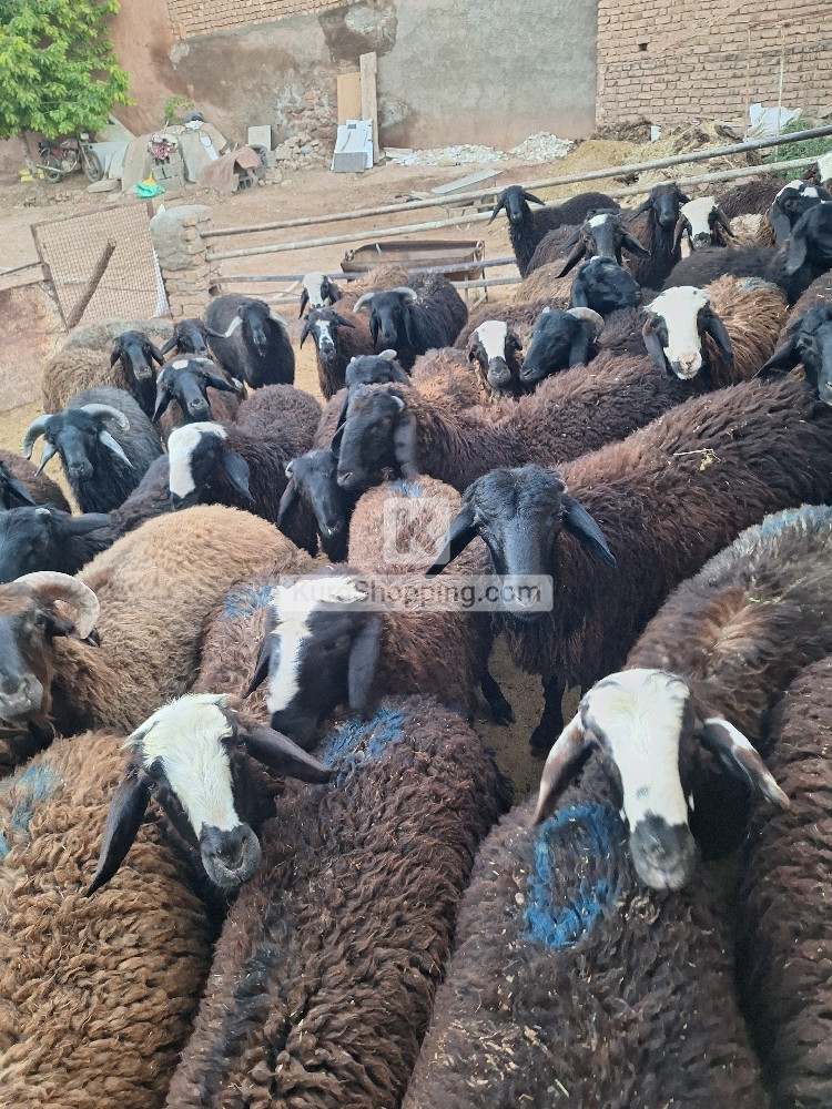 بره چاق  مناسب کشتار