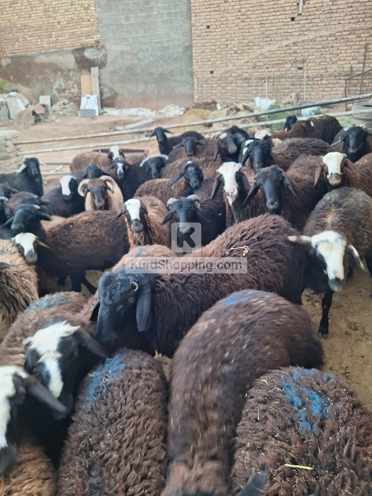 بره چاق  مناسب کشتار